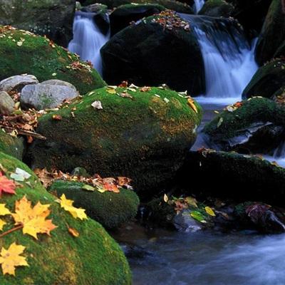 霍光传(节选)